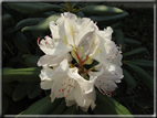 foto Fiori